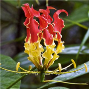  State Flower - Gloriosa Lily (Gloriosa superba)
